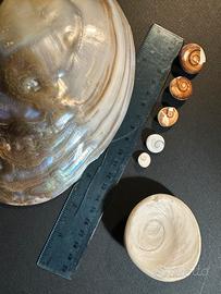 Conchiglia madreperla