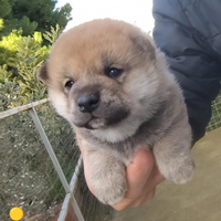 Ciak si gira Natale con lo shiba inu