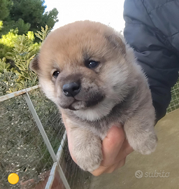 Ciak si gira Natale con lo shiba inu