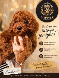 Cuccioli barboncini varie taglie ampia scelta