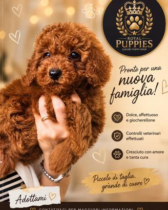 Cuccioli barboncini varie taglie ampia scelta