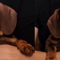 Cuccioli bassotti cioccolato