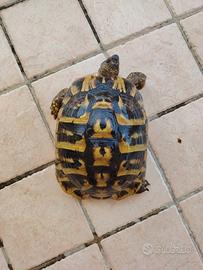 femmina tartaruga Testudo hermanni