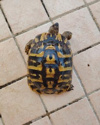 femmina tartaruga Testudo hermanni