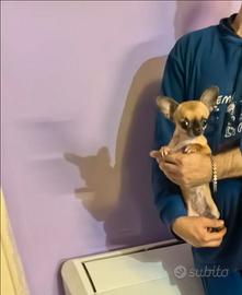 Xer chihuahua mini Toy