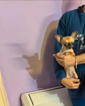 Xer chihuahua mini Toy