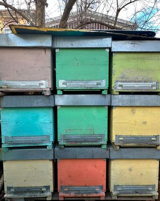 arnie 10 favi - disinfettate