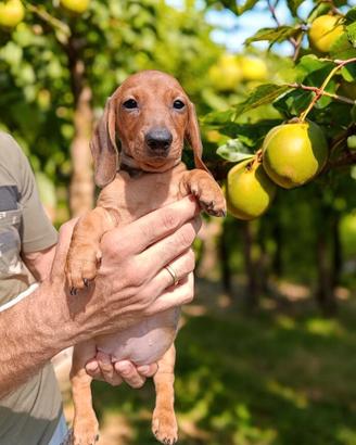Bassotto cuccioli pedigree ENCI 
