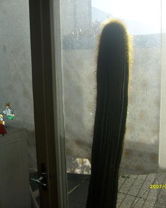 pianta grassa