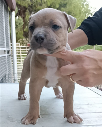 Pitbull