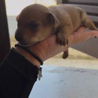 Cucciolo appena nato pincher