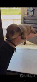 Cucciolo appena nato pincher
