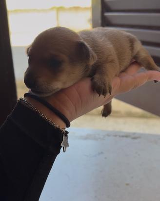 Cucciolo appena nato pincher