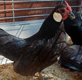 Trio bantam java (galline)