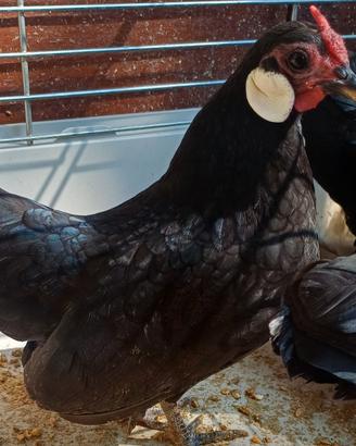 Trio bantam java (galline)