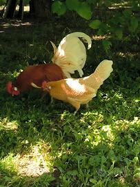 Pulcini razza Pollo della Frisia