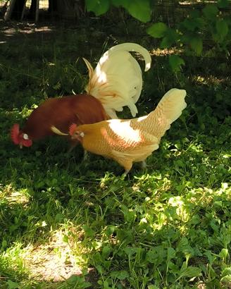 Pulcini razza Pollo della Frisia