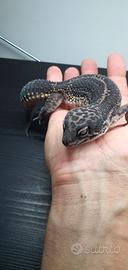 Geco leopardino- Eublepharis macularius 
