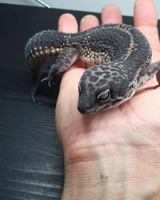Geco leopardino- Eublepharis macularius 