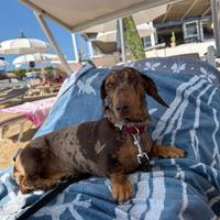 Bassotto Arlecchino monta