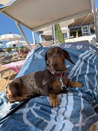 Bassotto Arlecchino monta