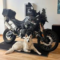 Pastore Svizzero disponibile per monte