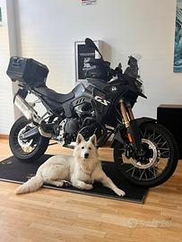 Pastore Svizzero disponibile per monte