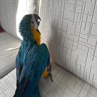 Pappagallo ara ararauna 5 mesi