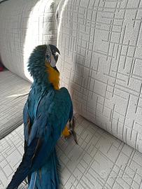 Pappagallo ara ararauna 5 mesi