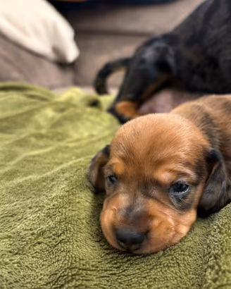 Cuccioli bassotto