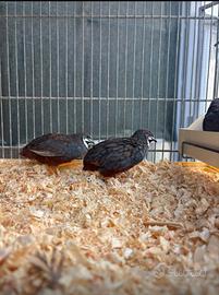 Quaglie cinesi