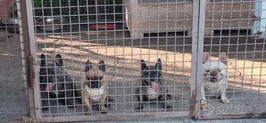 Bull dog francese
