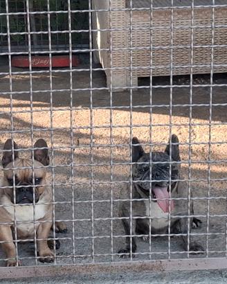 Bull dog francese