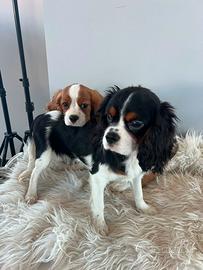 Cavalier king