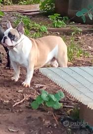 Bulldog francese