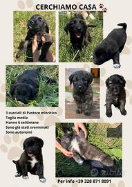 Cuccioli taglia media