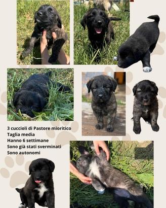 Cuccioli taglia media
