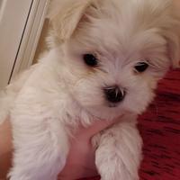 Cucciola Maltese mini Toy