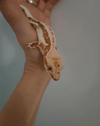 Geco Ciliatus LW