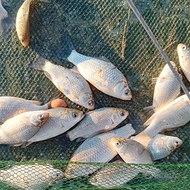 Carassio Nostrano Lago Acqua Fredda Pesce