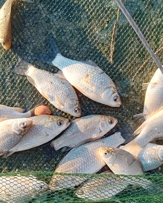 Carassio Nostrano Lago Acqua Fredda Pesce