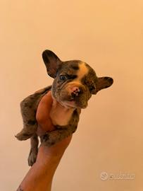 Bulldog francese disponibili da oggi