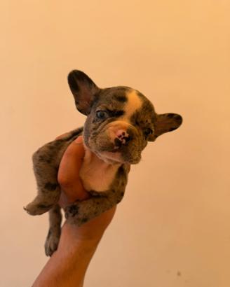 Bulldog francese disponibili da oggi