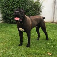 Cuccioli cane corso femmine nere