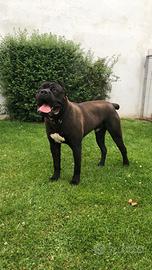 Cuccioli cane corso femmine nere