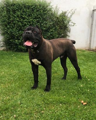 Cuccioli cane corso femmine nere