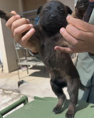 Cucciolo maschio pastore belga Malinois