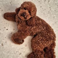 Barbone nano per fidanzata