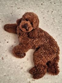 Barbone nano per fidanzata