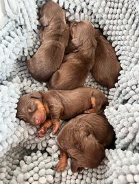 Bassotti cioccolato tan -cuccioli taglia piccola